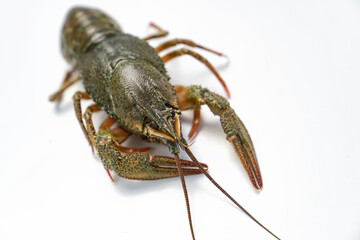 river lobster or crayfish on white background