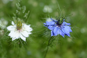 Contrasting blue and white love in a Mist flowers in close up,   Blue in sharp focus, white in blur