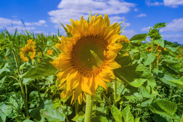 a Yellow blooming sunflower on a field