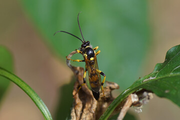 Male parasitic wasp Ichneumon xanthorius family ichneumon wasps or ichneumonids (Ichneumonidae) with a blurry green pepper in the background. Summer in a Dutch garden.  July.