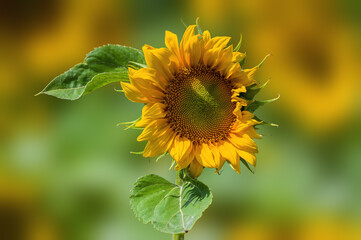 a Yellow blooming sunflower on a field