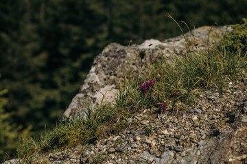 A bird sitting on top of a grass covered field