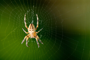 Spider on The Web