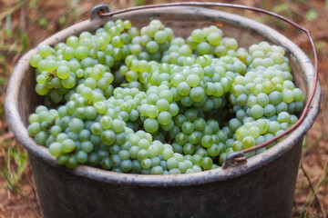 Bucket with a new crop of ripe white grapes. The grapes are ready for wine production. White ripe grapes close-up. Soft and selective focus.
