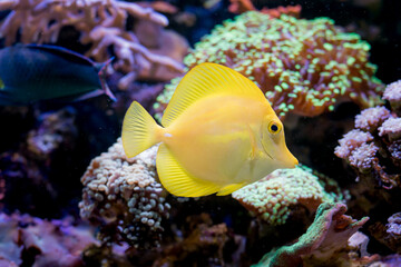 Fototapeta na wymiar Zebrasoma flavescens in Home Coral reef aquarium. Selective focus.