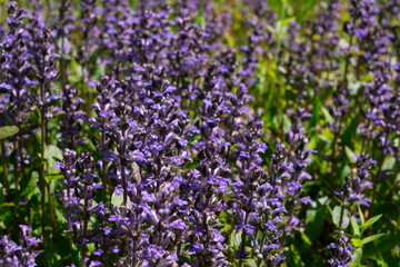 Close-up of purple flowers of decorative moss .