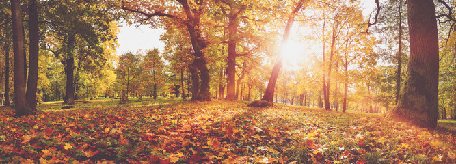Fototapeta na wymiar trees in the park in autumn on sunny day