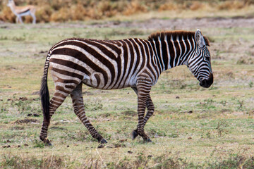 Fototapeta na wymiar Zebra in the grass nature habitat, Tanzania 