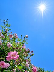 青空バックに咲くピンクのバラと光条のコラボ