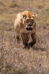 Fototapeta na wymiar Lion female in bushes - Ngorongoro national park, Tanzania 