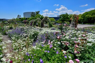 カラフルな花々が満開の公園の情景＠大阪