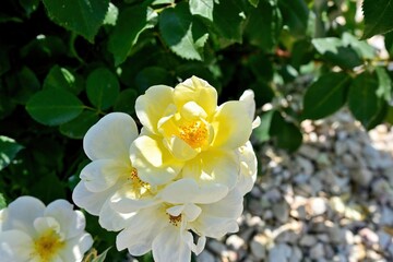 木漏れ日浴びて輝く淡い黄色のバラ