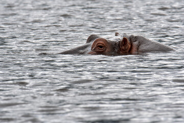 Fototapeta premium Huge hippo in the Ngorongoro National Park, Tanzania 