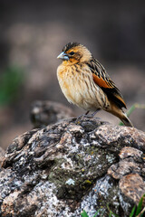 bird in the Ngorongoro National Park, Tanzania
