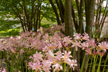 Full blooming of resurrection lily (Lycoris squamigera) in Japan at the end of July