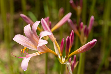 Full blooming of resurrection lily (Lycoris squamigera) in Japan at the end of July