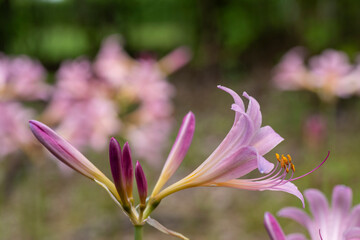 Full blooming of resurrection lily (Lycoris squamigera) in Japan at the end of July