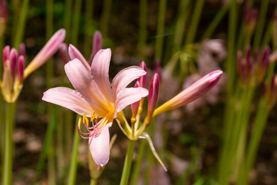 Full blooming of resurrection lily (Lycoris squamigera) in Japan at the end of July