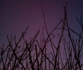 Obraz premium apple tree branches silhouette at sunset