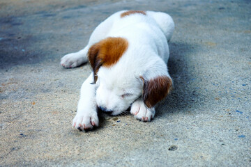 Cute  puppy,  Jack Russell Terrier puppy