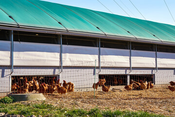 Detail of a mobile chicken coop with fence and chickens on an organic farm.