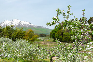 【青森県弘前市岩木山麓】残雪光る岩木山とりんごの花満開のりんご園