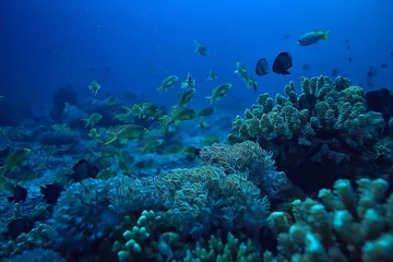  coral reef underwater / sea coral lagoon, ocean ecosystem © kichigin19