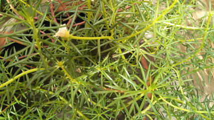 Thick grass in the pot