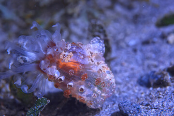 nudibranch molusk underwater photo / sea macro under water