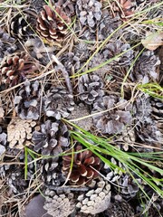 Pine cones lie in dry grass