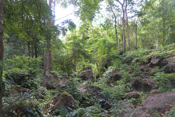 Jungle tropicale au Vietnam
