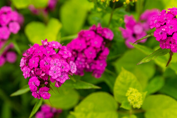 hydrangea bright lilac flowers on a branch spring desine background flora