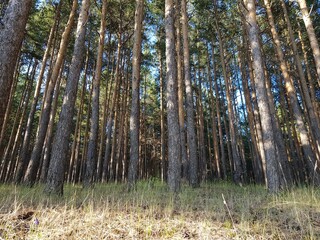 Pine trunks in the forest