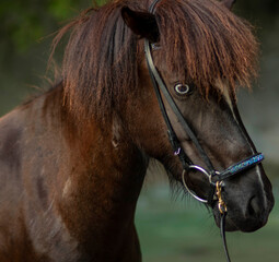 Reitpony mit Fischauge