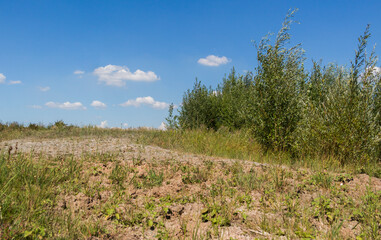Fototapeta na wymiar Summer steppe landscape. Landscape in kazakhstan. Kazakh steppe. Blue sky. Yellow grass. Forest Steppe