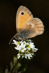 Small Heath butterfly - Coenonympha pamphilus, beautiful brown and orange butterfly from Europe and North Africa, Zlin, Czech Republic.