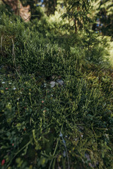 A group of bushes and trees