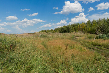 Summer steppe landscape. Landscape in kazakhstan. Kazakh steppe. Blue sky. Yellow grass. Panorama. Forest Steppe. Green trees