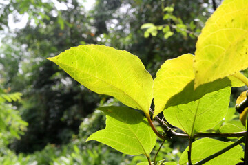 Green leaves in Nature with light and dark green colour
