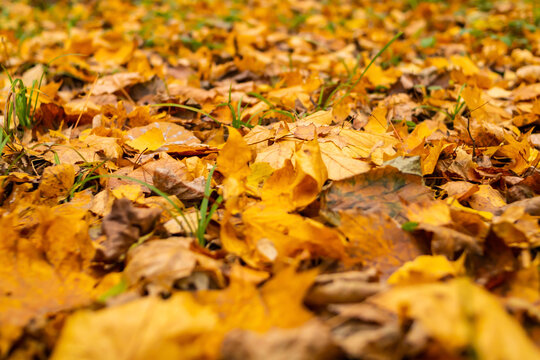 the background autumn leaves the fallen-down design seasonal covers the earth of the park