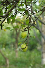 
Two green apples hanging on a tree branch
