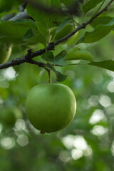 green apples on a tree