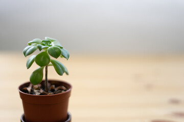 小さな観葉植物