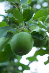 green apple on tree