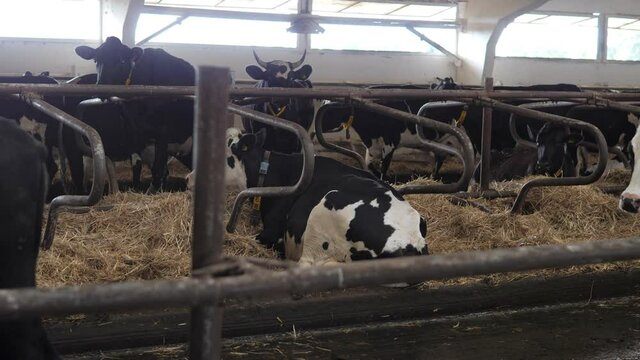 Dairy farm cows indoor in the shed