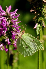 Schmetterling an Blume