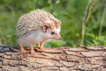 A hedgehog stands on a log in the forest. Blurred green background.