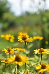 Beautiful sunflowers blooming yellow in the open air.
