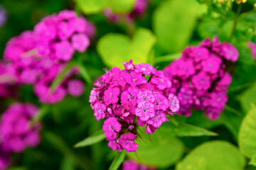 green bush hydrangea with lilac and lush flowers collected in a bouquet