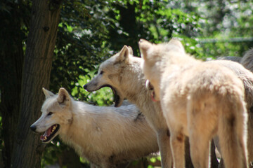 arctic wolf canis lupus arctos